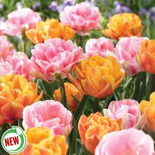 All Dolled Up Tulip Blend Thumbnail